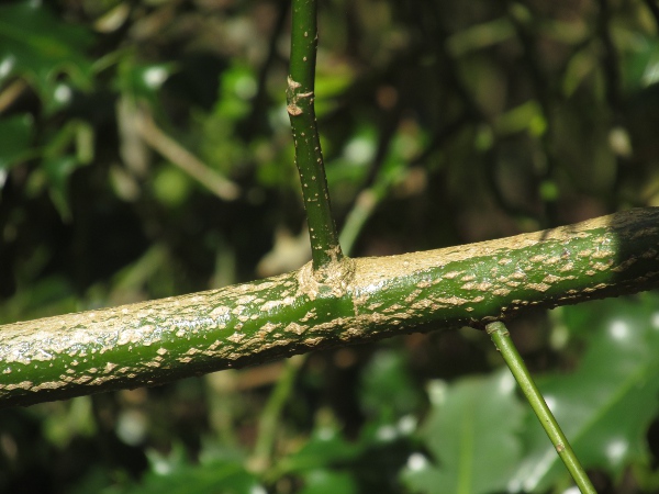 holly / Ilex aquifolium: The young twigs of _Ilex aquifolium_ are deep green before the pale bark develops.