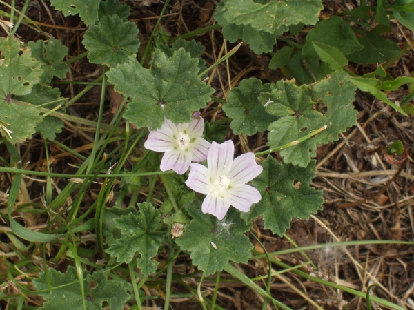 dwarf mallow / Malva neglecta: _Malva neglecta_ has small, rather washed-out flowers in comparison to most of our other _Malva_ species, with 3 separate epicalyx segments at the base.