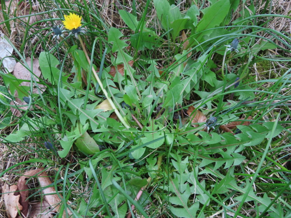 dandelions / Taraxacum sect. Hamata: _Taraxacum_ sect. _Hamata_ contains a number of weedy dandelions of grasslands and rough ground.