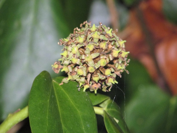 Persian ivy / Hedera colchica