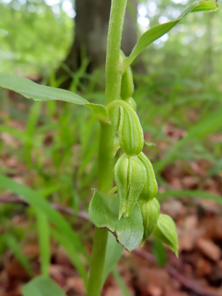green-flowered helleborine / Epipactis phyllanthes: The stem is almost hairless within the inflorescence; the flowers are green, drooping, often cleistogamous, and the ovary is hairless.