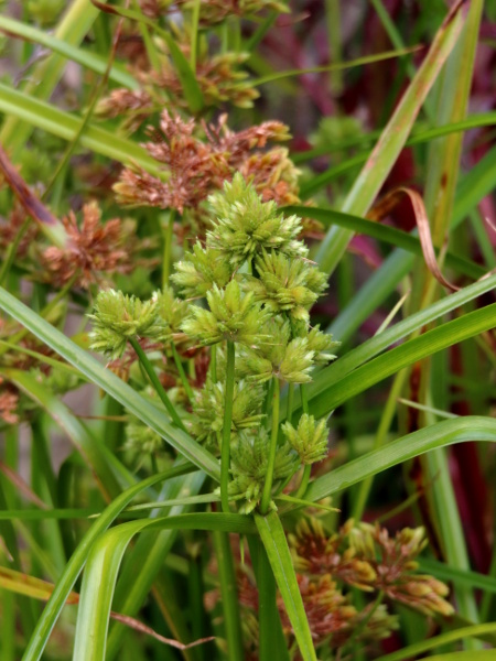 pale galingale / Cyperus eragrostis