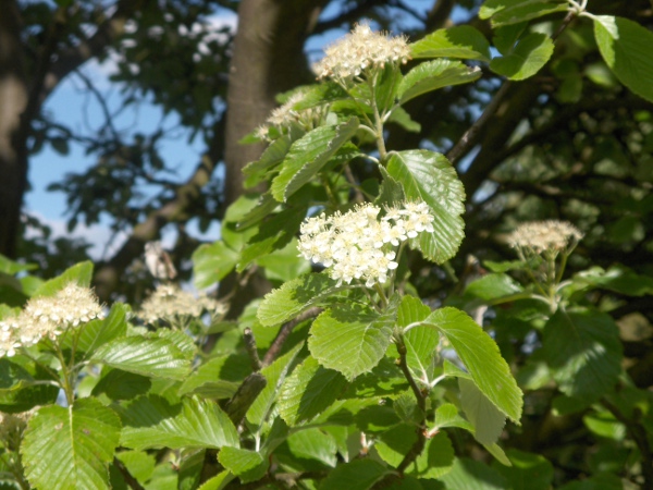common whitebeam / Sorbus aria: In flower