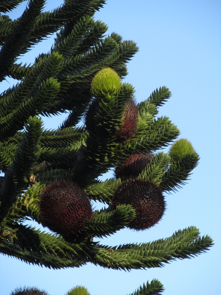 monkey-puzzle / Araucaria araucana: The leaves of _Araucaria araucana_ are relatively broad, and are borne spirally in dense rows along the branches; the seed-cones are large and heavy.