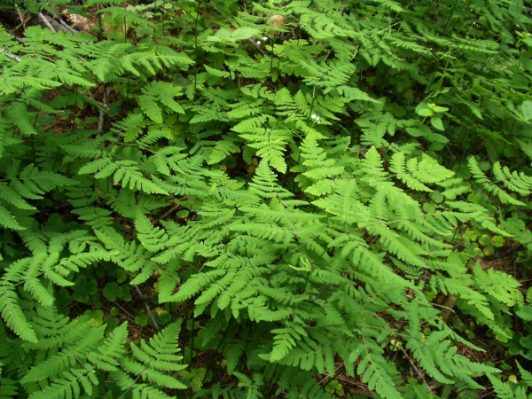 oak fern / Gymnocarpium dryopteris: _Gymnocarpium dryopteris_ grows in rocky woodland in Wales, northern England and Scotland; the lowest pinnae on its leaves are similar in size to the rest of the leaf, giving them a 3-parted appearance.
