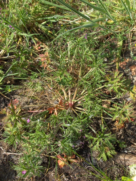 cut-leaved cranesbill / Geranium dissectum