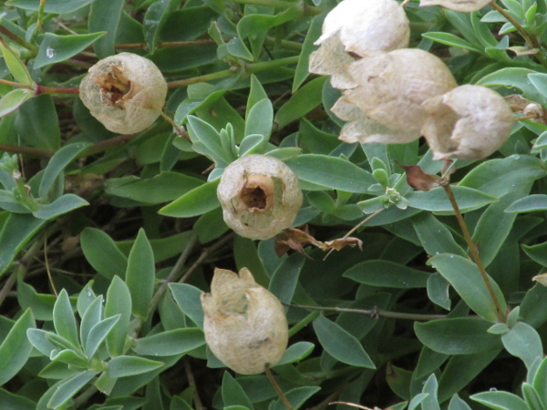 sea campion / Silene uniflora: The fruit of _Silene uniflora_ is a 5-toothed capsule, hidden within the dried calyx.