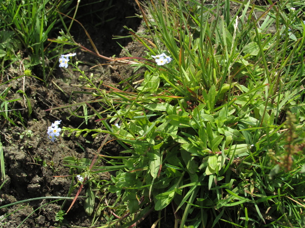 tufted forget-me-not / Myosotis laxa: _Myosotis laxa_ grows in similar places to _Myosotis scorpioides_, but is caespitose rather than spreading and has no patent hairs on the lower part of the stem.