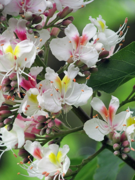 Indian horse-chestnut / Aesculus indica: The flowers of _Aesculus indica_ have only 4 petals, rather than 5, as is usual in the other _Aesculus_ species.