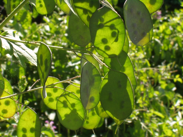 honesty / Lunaria annua: The fruit of _Lunaria annua_ is a large, translucent, oval pod.