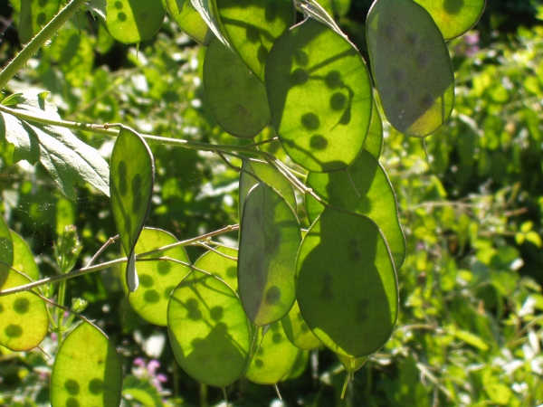 honesty / Lunaria annua