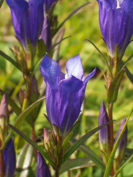 marsh gentian / Gentiana pneumonanthe: _Gentiana pneumonanthe_ grows in wet acid grassland, in southern, eastern and north-western England (plus one site in Shropshire), and in north-western Wales.