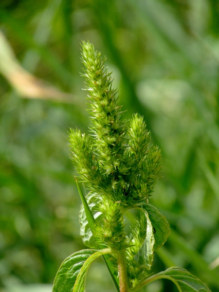 indehiscent amaranth / Amaranthus bouchonii