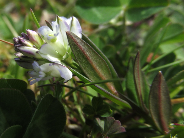 common milkwort / Polygala vulgaris