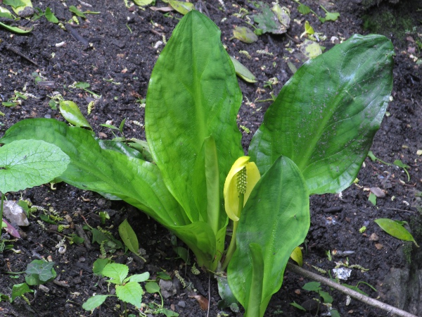American skunk-cabbage / Lysichiton americanus: _Lysichiton americanus_ is native to the Pacific Northwest; it grows chiefly in damp or swampy ground and readily spreads.