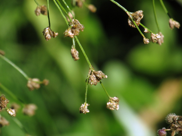 wood club-rush / Scirpus sylvaticus: The spikelets of _Scirpus sylvaticus_ are ovoid, up to 6 mm long, and borne in clusters of 3–10.