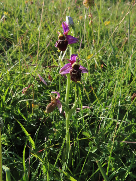 late spider orchid / Ophrys fuciflora: _Ophrys fuciflora_ combines the pink sepals of _Ophrys apifera_ with the broad labellum of _Ophrys sphegodes_; it is only found in the North Downs of eastern Kent.