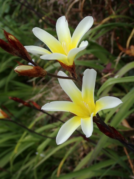 plain harlequin-flower / Sparaxis grandiflora: The colours may vary, but the flowers of _Sparaxis grandiflora_ are actinomorphic, with the tepals united into a short tube; the bracts are brown and papery.