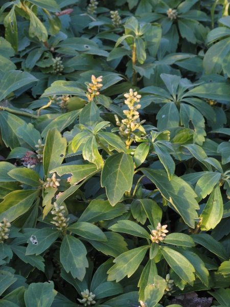 carpet box / Pachysandra terminalis: _Pachysandra terminalis_ is a Japanese dwarf shrub that occasinally escapes from gardens and parks.