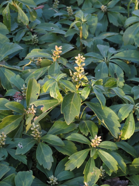 carpet box / Pachysandra terminalis