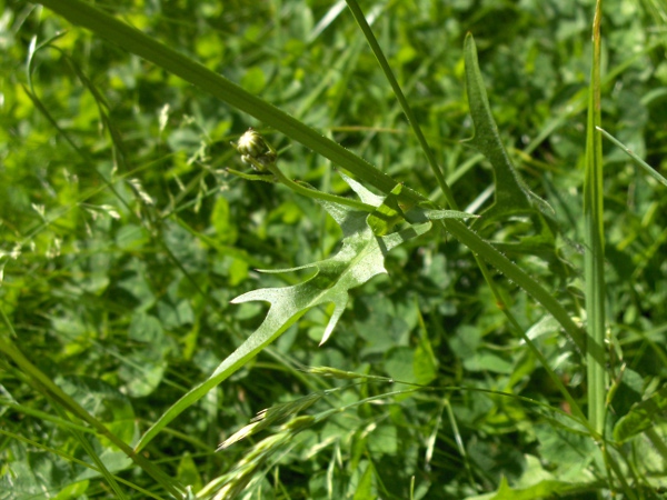 rough hawk’s-beard / Crepis biennis: The stem-leaves of _Crepis biennis_ have sharp lobes and tend to clasp the stem at their bases.