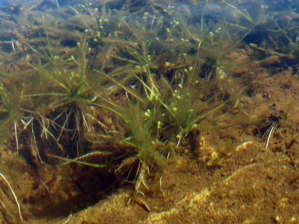 awlwort / Subularia aquatica: _Subularia aquatica_ grows in shallow montane lakes in Scotland, the Lake District, West Wales and western Ireland; its leaves are all basal and subulate, like those of _Isoetes_ or _Littorella uniflora_.