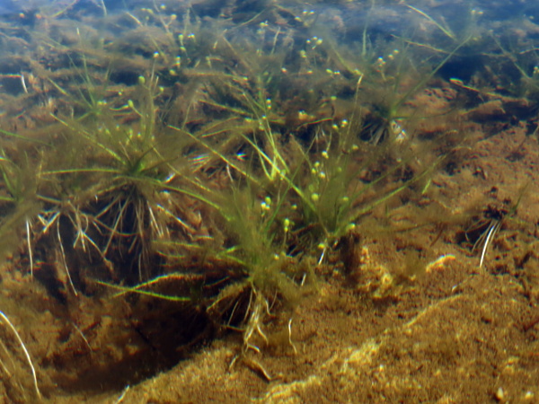 awlwort / Subularia aquatica