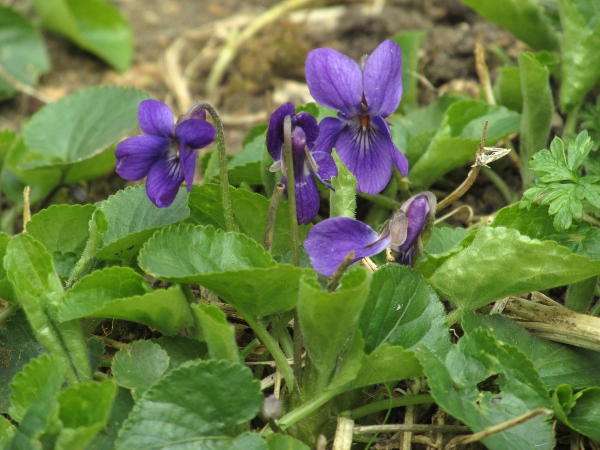 hairy violet / Viola hirta: _Viola hirta_ is similar to _Viola odorata_, but its flowers are unscented, and the hairs on the leaf-stalks are patent.