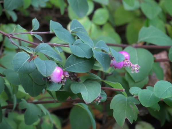 Doorenbos’ snowberry / Symphoricarpos × doorenbosii: _Symphoricarpos_ × _doorenbosii_ is a hybrid between _Symphoricarpos albus_ and _Symphoricarpos_ × _chenaultii_; it has hairless, slightly lobed leaves, and no contrasting spots on the fruit.