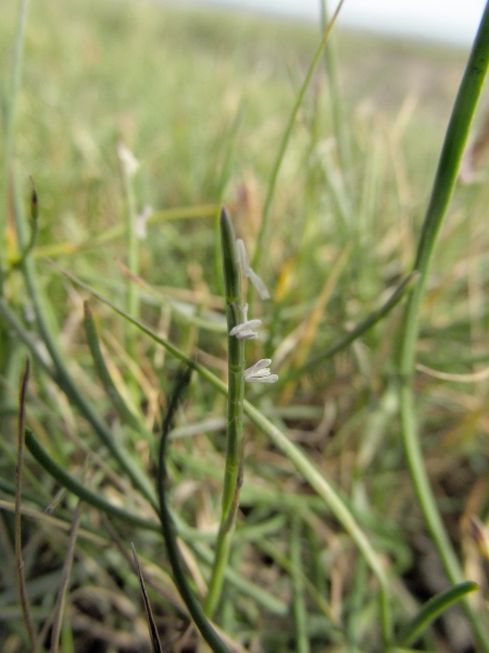 hard grass / Parapholis strigosa: _Parapholis strigosa_ is a coastal grass with its spikelets held in recesses in the stem, giving it a smooth outline when the flowers are closed.