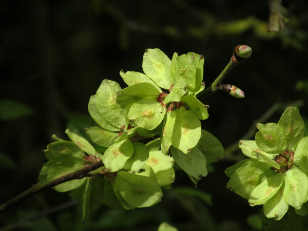 English elm / Ulmus procera