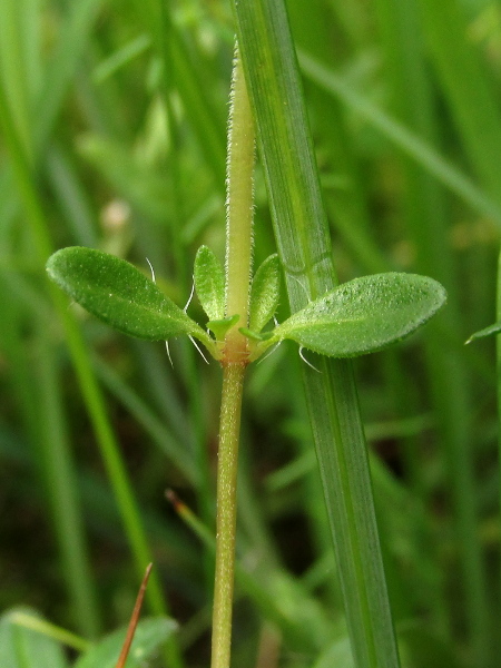 wild thyme / Thymus drucei