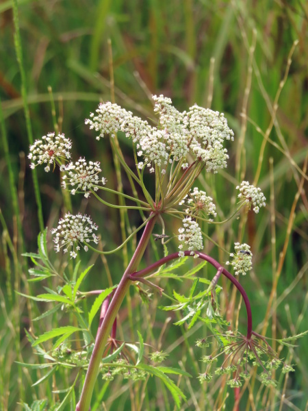 cowbane / Cicuta virosa: _Cicuta virosa_ is a tall herb that grows in shallow water at the margins of ponds, rivers and canals; it is most abundant in northern Ireland, the Cheshire–Shropshire plain and the Norfolk Broads.
