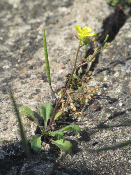 annual wall-rocket / Diplotaxis muralis