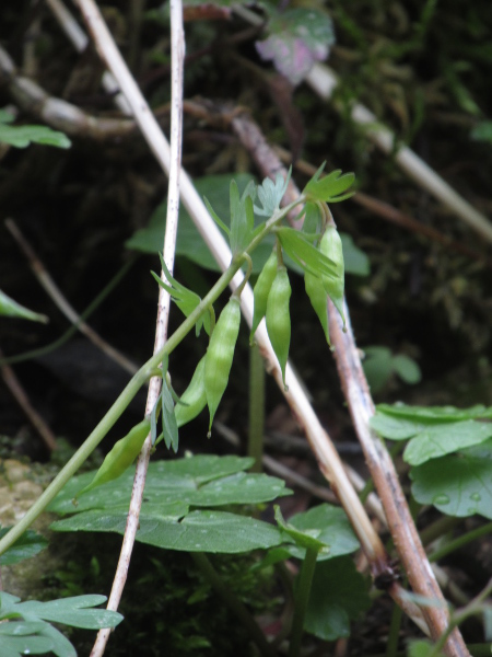 bird-in-a-bush / Corydalis solida: The fruit of _Corydalis_ species, including _C. solida_, is a many-seeded capsule.