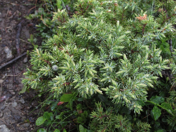 dwarf juniper / Juniperus communis subsp. nana: The leaves of _Juniperus communis_ subsp. _nana_ are more forward-pointing than in the other subspecies, with more abruptly narrowed tips.