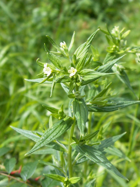 common gromwell / Lithospermum officinale: Habitus