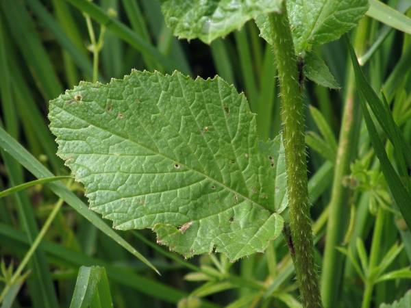 charlock / Sinapis arvensis: Lower stem leaf