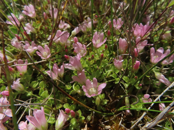 bog pimpernel / Lysimachia tenella
: _Lysimachia tenella_ grows in bogs and dune-slacks; its flowers are stripy, and are usually 5-parted.