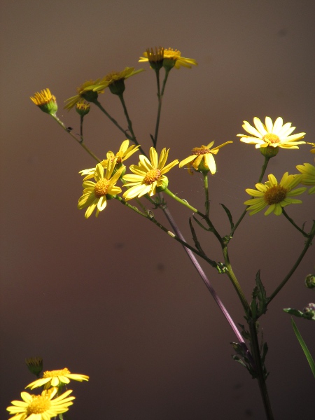 marsh ragwort / Jacobaea aquatica: _Jacobaea aquatica_ grows in wet ground across the British Isles.