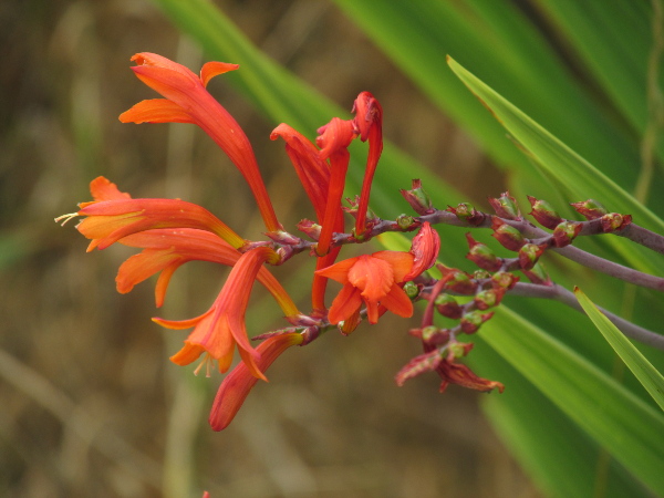 Aunt Eliza / Crocosmia paniculata