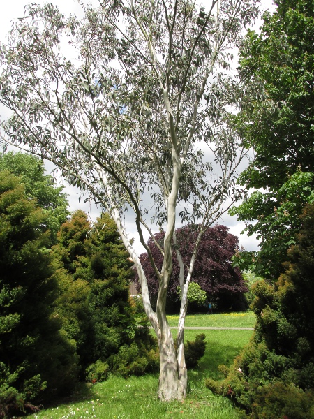 snow gum / Eucalyptus niphophila: _Eucalyptus niphophila_ is a smallish tree often grown in parks.