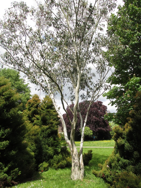 snow gum / Eucalyptus niphophila