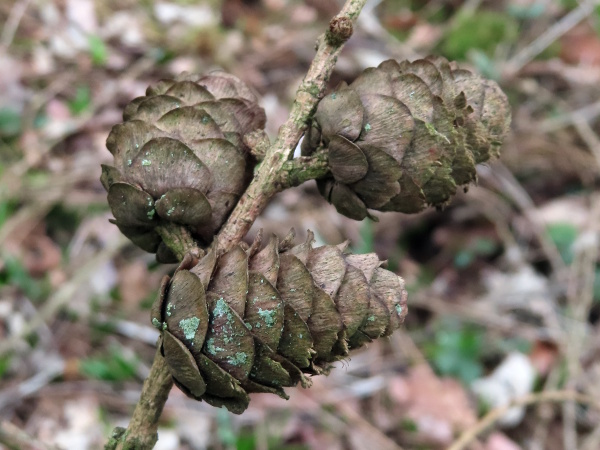 hybrid larch / Larix × marschlinsii: _Larix_ × _marschlinsii_ is a hybrid between _Larix decidua_ and _Larix kaempferi_; its cones are elongated, like _L. decidua_, but with the recurved scale-tips of _L. kaempferi_.