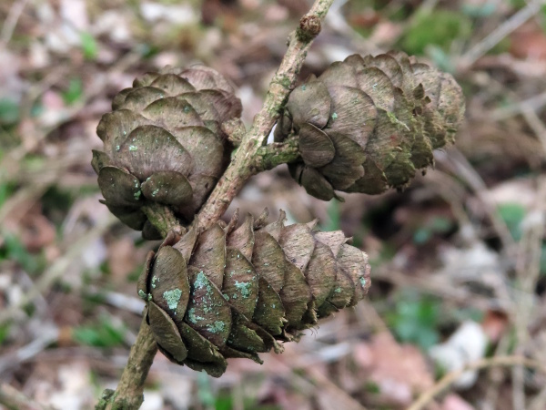 hybrid larch / Larix × marschlinsii: _Larix_ × _marschlinsii_ is a hybrid between _Larix decidua_ and _Larix kaempferi_; its cones are elongated, like _L. decidua_, but with the recurved scale-tips of _L. kaempferi_.