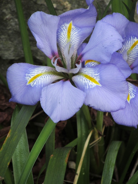 Algerian iris / Iris unguicularis: _Iris unguicularis_ is a rare garden escape native to Greece, the Middle East and north-western Africa.