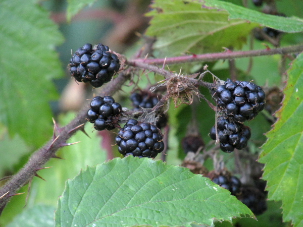 brambles / Rubus ser. Radulae: Blackberries