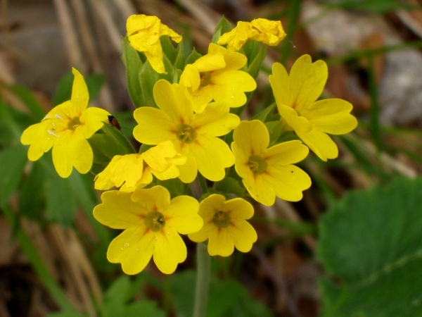 oxlip / Primula elatior: The flowers of _Primula elatior_ are like those of _Primula vulgaris_ but held aloft on a tall stem.