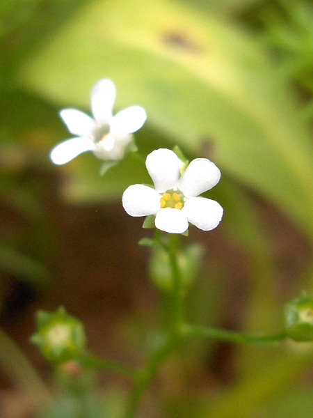 brookweed / Samolus valerandi: The petals of _Samolus valerandi_ are fused together, unlike those of _Linum catharticum_.