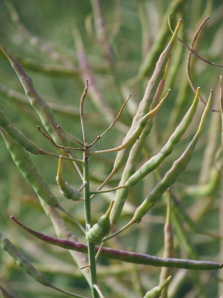 oil-seed rape / swede / Brassica napus: The fruit pods of _Brassica napus_ are processed into rape-seed oil.